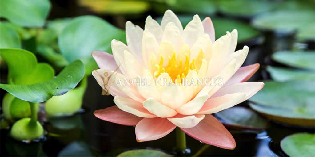 Buy Waterlily Fresh Mint Fragrance Oil